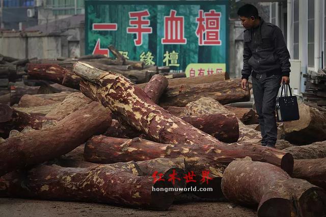 “滴血”的红木原材料与“隐形”的中国商人-22