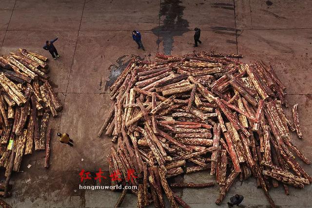 “滴血”的红木原材料与“隐形”的中国商人-25