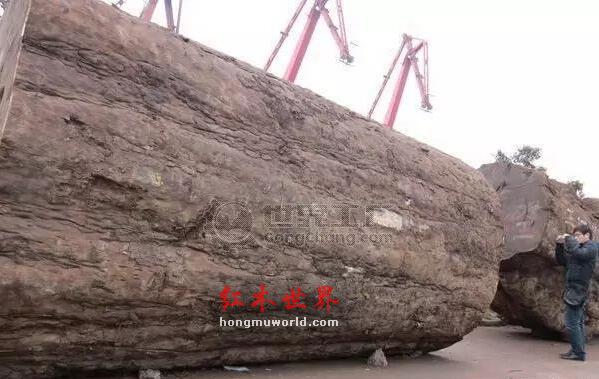 什么是巴西花梨？图说大巴花与小巴花-2