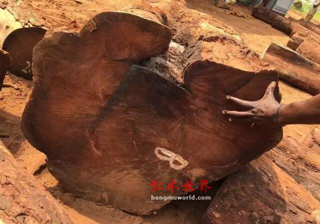 什么是巴西花梨？图说大巴花与小巴花-5
