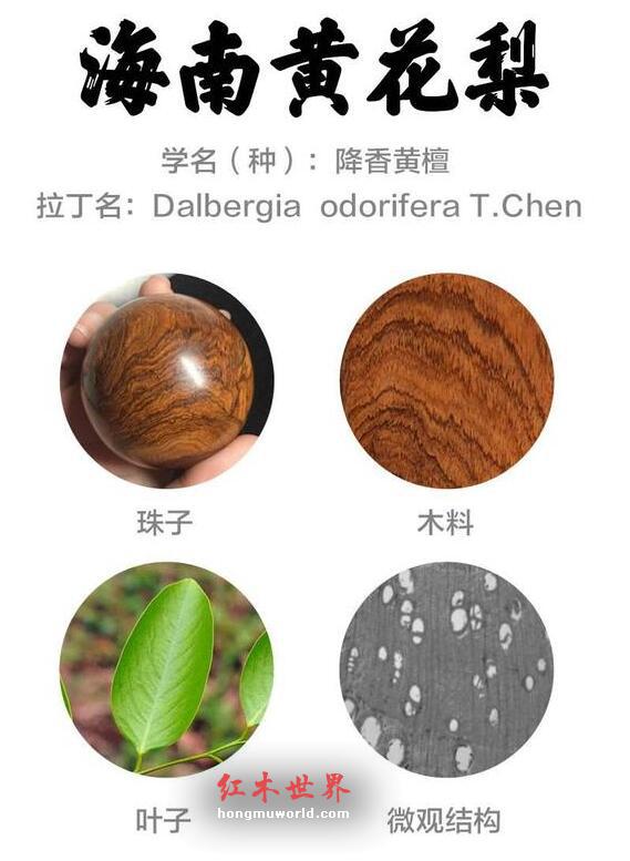 这些海黄名词，你知道几个？-1