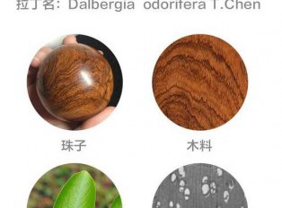 这些海黄名词，你知道几个？