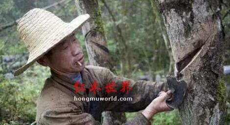 详解红木家具的生漆工艺-2