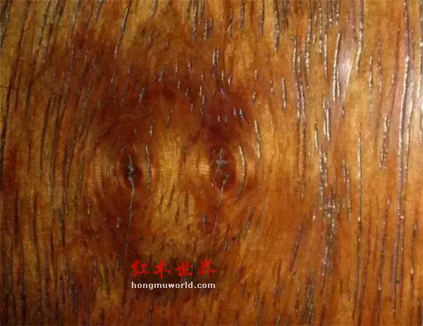 这是一个关于“海黄鬼脸”的美丽爱情故事-1
