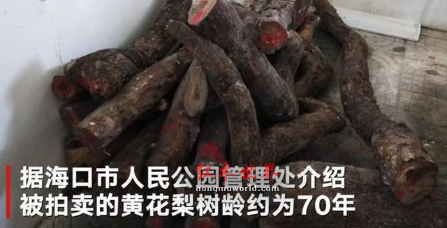 公园两棵黄花梨枯树拍卖出 1428 万 市民：以前都当烧柴-4