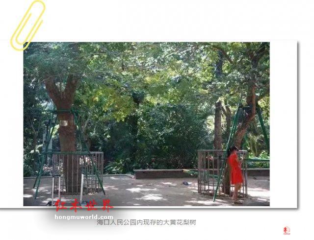 公园两棵黄花梨枯树拍卖出 1428 万 市民：以前都当烧柴-3