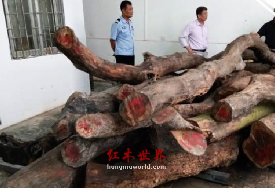 公园两棵黄花梨枯树拍卖出 1428 万 市民：以前都当烧柴-1