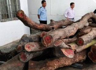 公园两棵黄花梨枯树拍卖出 1428 万 市民：以前都当烧柴