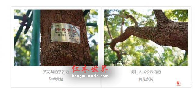 公园两棵黄花梨枯树拍卖出 1428 万 市民：以前都当烧柴-2