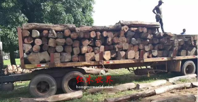 红木市场变局！濒管办宣布暂停刺猬紫檀、老挝黄檀属等商业贸易！-6