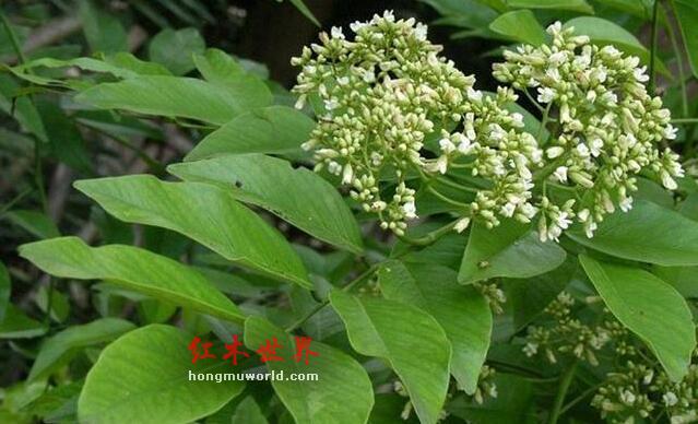 海南花梨之花梨公和花梨母-5