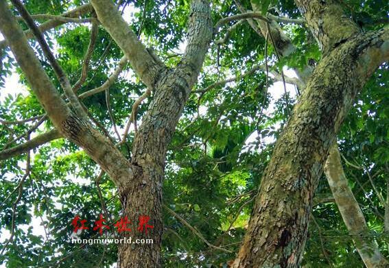海南黄花梨名称知多少-3