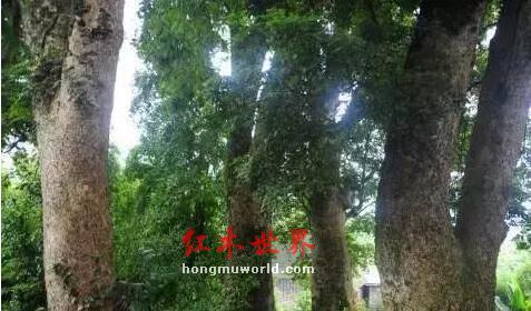 介绍一些金丝楠木手串保养小知识！-1