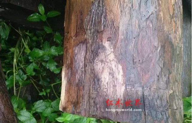 目前，中国红木市场最畅销红木有几种？-6