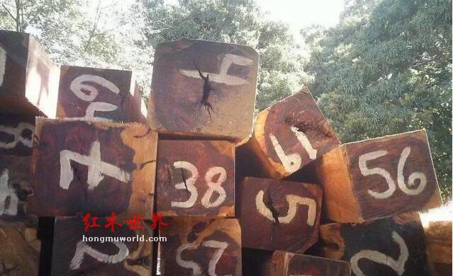 目前，中国红木市场最畅销红木有几种？-13