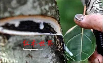 “生漆”工艺：打造红木家具华丽的外衣-1