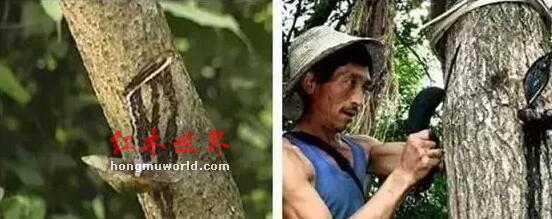 “生漆”工艺：打造红木家具华丽的外衣-2