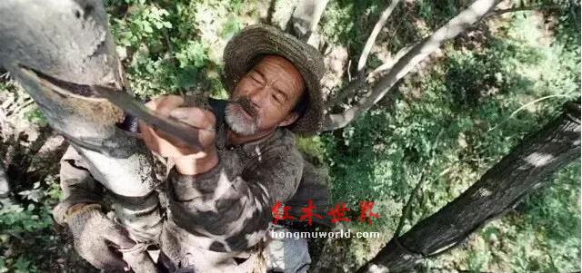 “生漆”工艺：打造红木家具华丽的外衣-3