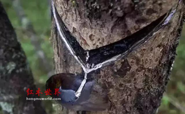 “生漆”工艺：打造红木家具华丽的外衣-4