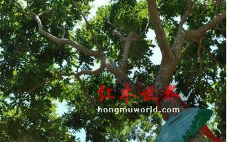 红木如此多娇 引无数“英雄”尽折腰-2