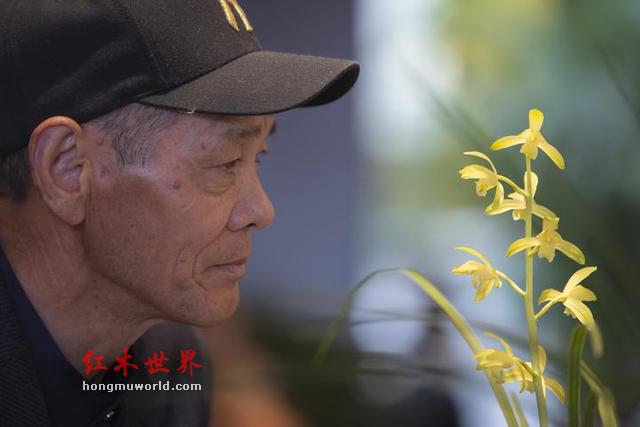 赴一场兰花与红木家具的风雅之会-3