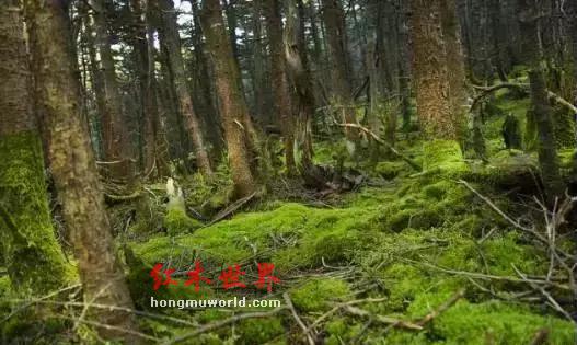 红木家具能让人更加长寿，是真的吗?-4